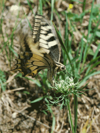 Istruzioni per allevare un Papilio machaon